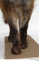  Red fox leg 0012.jpg